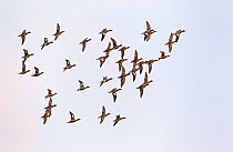 Wigeon (Anas penelope) in flight. Gloucestershire, UK, January.