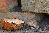 Wood Mouse (Apodemus sylvaticus) feeding on seed from a coconut shell. Wiltshire, UK, March.