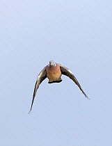 Wood Pigeon (Columba palumbus) in flight. Gloucestershire, UK, January.