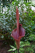 Amorphophallus konjac (Amorphophallus sp.) Known as: konjak, konjaku, devil's tongue, voodoo lily, snake palm, or elephant yam. Botanic garden, Surrey, UK.