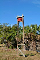Bat box. Venice Rookery, Florida, USA, January.