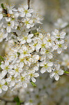 Blackthorn (Prunus spinosa) flowering. UK, April.