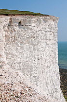 Chalk cliff at the Seven Sisters, Sussex, England. April 2011.