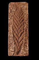 Fossil Sea Pen: Charnia masoni. Pre-Cambrian, (more than 560 million years old), found in Newfoundland. Specimen approx 18cm high. Plaster cast.