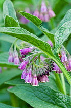 Common Comfrey (Symphytum officinale) in flower. UK, April.