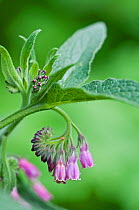 Common Comfrey (Symphytum officinale) in flower. UK, April.