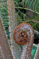 Norfolk Tree Fern (Cyathea brownii). Young frond unfurling. UK, March.