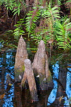 Bald Cypress  tree(Taxodium distichum) 'Knees' Corkscrew Swamp Sanctuary, Florida, USA, January.