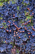 Dog Lichen (Peltigera sp.) growing on oak bark. Note reddish spore producing apothecia. The Trossachs, Scotland, February.