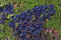 Dog Lichen (Peltigera sp) and Tree Lungwort (Lobaria pulmonaria) growing on oak bark. The Trossachs, Scotland, February.