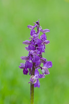 Green Winged Orchid (Anacamptis morio) in flower. Marden Meadow, Kent, England, April.