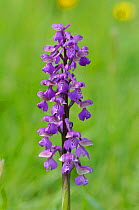 Green Winged Orchid (Anacamptis morio) in flower. Marden Meadow, Kent, England, April.