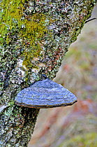 Hoof Fungus or Tinder Bracket (Fomes fomentarius) growing on Birch (Betula) tree trunk. Scotland, UK, February.