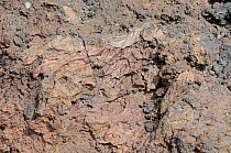 Close-up of solidified lava. Timanfaya National Park, Lanzarote, Canary Islands, Spain, July.
