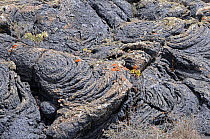 Lava field, with lichens, and Aeonums sp. Timanfaya National Park, Lanzarote, Canary Islands, Spain, July.