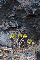 Solidified lava with Aeonium sp. colonizing, Lanzarote, Canary Islands, Spain, July.