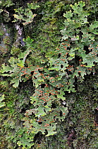 Tree Lungwort (Lobaria pulmonaria) growing on oak bark. The Trossachs, Scotland, February.