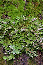 Tree Lungwort (Lobaria pulmonaria) growing on oak bark. Red parts are spore releasing bodies. The Trossachs, Scotland, February.