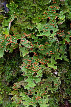 Tree Lungwort (Lobaria pulmonaria) growing on oak bark. Red parts are spore releasing bodies. The Trossachs, Scotland, February.