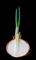Onion (Allium cepa). Cross section of a germinating bulb.