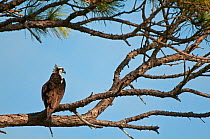 Osprey (Pandion haliaetus) perched in tree. Honeymoon Island, Florida, USA, January.