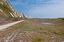 Samphire Hoe Nature Reserve, created from spoil dug from the Channel Tunnel. Home to Early Spider Orchids. Dover, Kent, UK, April.