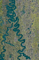 Grazing trails left by Common / Garden Snail (Helix aspersa) as they fed on algea on a post. UK, April.