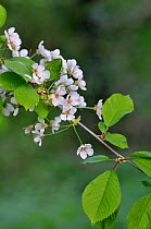 Wild / Sweet Cherry / Gean (Prunus avium) blossom in spring. UK, April.