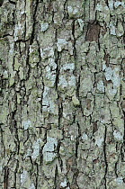 Bark of the Wild Service Tree (Sorbus torminalis). Also known as Chequers tree, due to patterning of bark. UK, April.