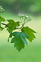 Leaves and flowers of the Wild Service Tree (Sorbus torminalis). Kent, England. Also known as Chequers tree, due to patterning of bark.