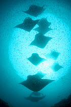 Reef manta rays (Manta alfredi formerly Manta birostris) chain-feeding on plankton, Hanifaru Bay, Hanifaru Lagoon, Baa Atoll, Maldives, Indian Ocean, October, Digitally enhanced image.