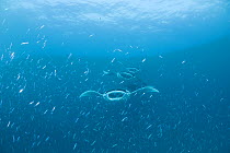Reef manta rays (Manta alfredi formerly Manta birostris) chain filter feeding on plankton among Silverside fish in feeding aggregation, Hanifaru Bay, Hanifaru Lagoon, Baa Atoll, Maldives, Indian Ocean...
