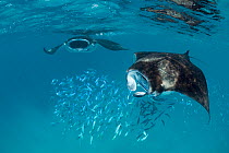 Reef manta rays (Manta alfredi formerly Manta birostris) chain filter feeding on plankton, swimming over school of Fusilier fish (Caesionidae) Hanifaru Bay, Hanifaru Lagoon, Baa Atoll, Maldives, India...