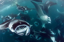 Reef manta rays (Manta alfredi formerly Manta birostris) vortex / cyclone feeding on plankton, Hanifaru Bay, Hanifaru Lagoon, Baa Atoll, Maldives, Indian Ocean, October