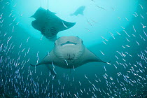 Reef manta rays (Manta alfredi formerly Manta birostris) filter feeding on plankton among Silverside fish that are also feeding on the plankton, Hanifaru Bay, Hanifaru Lagoon, Baa Atoll, Maldives, Ind...