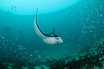 Reef manta ray (Manta alfredi formerly Manta birostris) filter feeding on plankton among Silverside fish that are also feeding on the plankton, Hanifaru Bay, Hanifaru Lagoon, Baa Atoll, Maldives, Indi...