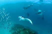 Reef manta rays (Manta alfredi formerly Manta birostris) filter feeding on plankton among school of Fusilier fish (Caesionidae), Hanifaru Bay, Hanifaru Lagoon, Baa Atoll, Maldives, Indian Ocean, Octob...