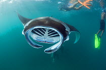 Reef manta rays (Manta alfredi formerly Manta birostris) filter feeding on plankton, with snorkelers and scuba divers in background, Hanifaru Bay, Hanifaru Lagoon, Baa Atoll, Maldives, Indian Ocean, O...