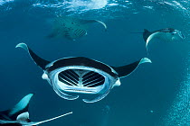 Reef manta rays (Manta alfredi formerly Manta birostris) filter feeding on plankton, Hanifaru Bay, Hanifaru Lagoon, Baa Atoll, Maldives, Indian Ocean, October