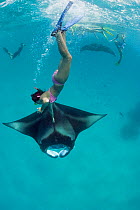 Reef manta rays(Manta alfredi formerly Manta birostris) filter feeding on plankton, with tourist snorkeling and diving down to touch a ray, Hanifaru Bay, Hanifaru Lagoon, Baa Atoll, Maldives, Indian O...