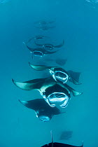 Reef manta rays (Manta alfredi formerly Manta birostris) chain-feeding on plankton, Hanifaru Bay, Baa Atoll, Maldives, Indian Ocean, October