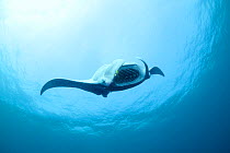 Reef manta ray (Manta alfredi formerly Manta birostris) barrel roll filter feeding on plankton, accompanied by juvenile Golden pilot jacks (Gnathanodon speciosus), Hanifaru Bay, Baa Atoll, Maldives, I...