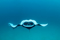 Reef manta ray (Manta alfredi formerly Manta birostris) barrel roll filter feeding on plankton, Hanifaru Bay, Baa Atoll, Maldives, Indian Ocean, October