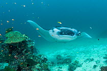 Reef manta ray (Manta alfredi formerly Manta birostris) being cleaned by Moon wrasses (Thalassoma lunare) with cleaner fish inside open mouth, Sunshine Thila, Lankan, North Male Atoll, Maldives, India...