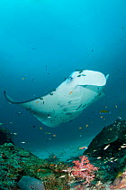 Reef manta ray (Manta alfredi formerly Manta birostris) being  cleaned by Moon wrasses (Thalassoma lunare), initial phase Two-tone wrasses (Thalassoma amblycephalum) and Blue-streak cleaner wrasses  (...