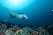 Reef manta ray (Manta alfredi formerly Manta birostris) with gills puffed out for cleaning initial phase by Two-tone wrasses (Thalassoma amblycephalum) and other wrasses, with Giant anemone (Heteracti...