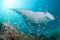 Reef manta ray (Manta alfredi formerly Manta birostris) swimming over cleaning station on patch reef with Yellow / Golden sweepers (Parapriacanthus ransonetti) and other schooling fish, Hanifaru Bay e...