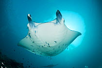 Reef manta ray (Manta alfredi formerly Manta birostris) with cephalic fins rolled up, being cleaned by Moon wrasses (Thalassoma lunare) and Blue-streak cleaner wrasses (Labroides dimidiatus) Hanifaru...
