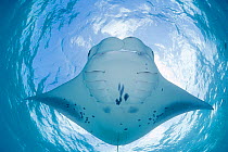 RF- Reef manta ray (Manta birostris / alfredi) feeding on plankton, with unique pattern of underside spots, allowing individual identification, Hanifaru Bay, Hanifaru Lagoon, Baa Atoll, Maldives, Indi...