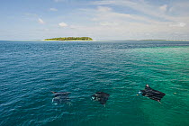 Reef manta rays (Manta alfredi formerly Manta birostris) feeding on plankton at surface, Kihaadufaru Reef, with Dhonfanu Island in background, Hanifaru Lagoon, Baa Atoll, Maldives, Indian Ocean, Octob...